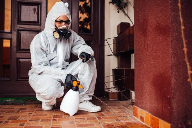 Attic and Crawl Space Rodent Treatment in Cairo