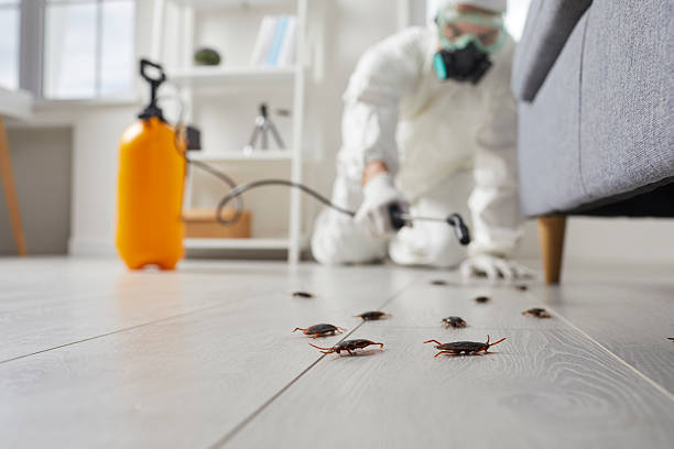 Commercial Rodent Management in Cairo
